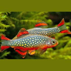 تصویر رازبرا گلکسی 