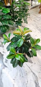 تصویر درختچه فیکوس مصنوعی 