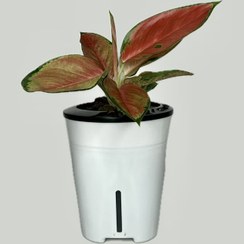 تصویر آگلونما قرمز هیدروپونیک 