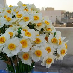 تصویر شاخه گل نرگس ریتا 