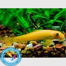 تصویر کت برنز 