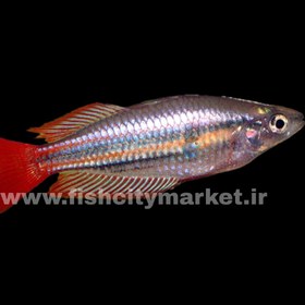 تصویر رمبو ماکولی 