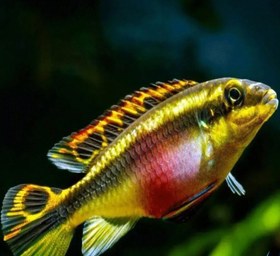 تصویر ماهی کربنسیس Pelvicachromis taeniatus