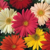 تصویر بذر گل ژربرا الوان 10 عددی 