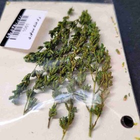 تصویر برگ خشک کاج 