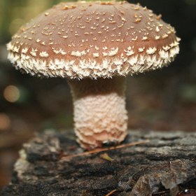 تصویر بذر قارچ شیتاکه مدل 06 