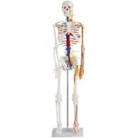 تصویر مولاژ اسکلت بدن انسان با نمایش قلب و عروق ۱/۲ اندازه طبیعی 