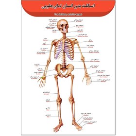 تصویر پوستر آموزشی آناتومی اسکلت بدن انسان A3 