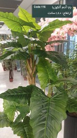 تصویر درختچه بابا آدم مصنوعی سه تنه سایز ۱۸۰ سانت 