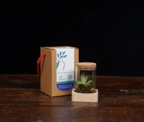 تصویر مینی تراریوم 