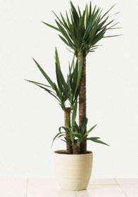 تصویر گیاه یوکا در دکوراسیون اداری 