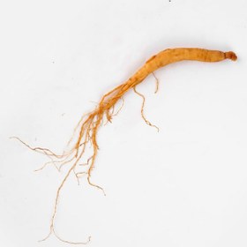 تصویر جنسینگ سفید 