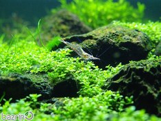 تصویر بذر چمن آکواریومی مونت کارلو 