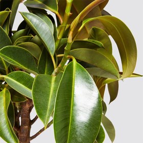 تصویر فیکوس ملانی 