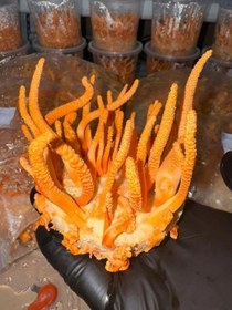 تصویر cordyceps militaris mushroom 