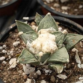 تصویر بذر کاکتوس آریوکارپوس رتوسوس 