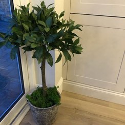 تصویر سفارش برگ بو برای استفاده در مراکز آموزشی 