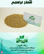 تصویر بذر شبدر برسیم پا بلند 