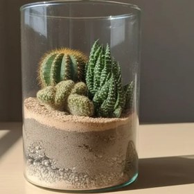 تصویر تراریوم صحرایی 