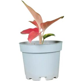 تصویر آگلونما مراپی 