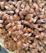 تصویر ملکه زنبور لاین لگوستیکا پرکار مناسب شرایط آب و هوایی ایران 