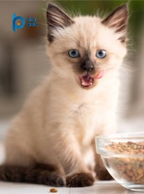 تصویر شیرخشک گربه پریمیوم و سوپر پریمیوم Biolac for cats