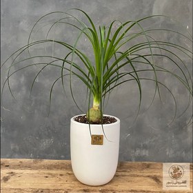 تصویر گلدان لیندا | کد: ZNB-1BXK 