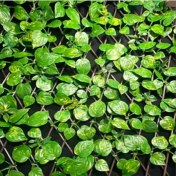 تصویر پنل آکاردئونی پتوس 