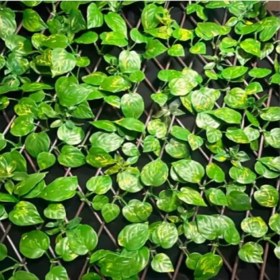 تصویر پنل آکاردئونی پتوس 