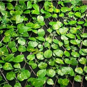 تصویر فروشگاه بام رنگ