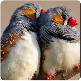 تصویر مگنت طرح فنچ کد NIM466 