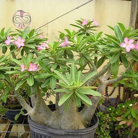 تصویر بذر آدنیوم میکس Adenium Mix Seeds