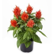 تصویر بذر گل تاج خروس چتری الوان وانیاسید Amaranth Alvan Seeds