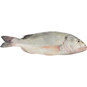 تصویر ماهی صبیتی تازه ۱ کیلوگرم 