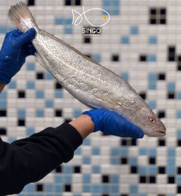 تصویر ماهی شوریده Tigertooth croaker