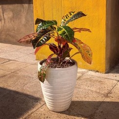 تصویر خرید گیاه کروتون برای چیدمان گلخانه 