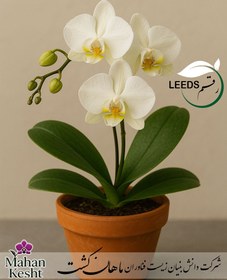 تصویر ارکیده فالانوپسیس رقم Leeds 