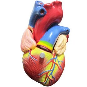 تصویر مولاژ مدل آناتومی قلب انسان با نمایش آئورت کد 22 