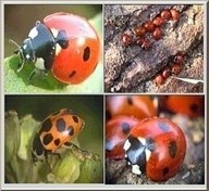 تصویر پرورش کفشدوزک شته خوار 