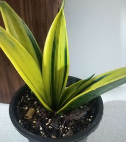 تصویر سانسوریا شعله طلایی Sansevieria trifasciata gold flame