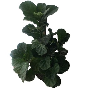تصویر گیاه طبیعی فیکوس لیراتا مدل FL22 