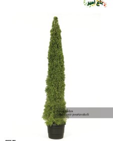 تصویر کاج تویا آمریکایی 