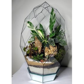 تصویر گیاه طبیعی تراریوم مدل رویال 