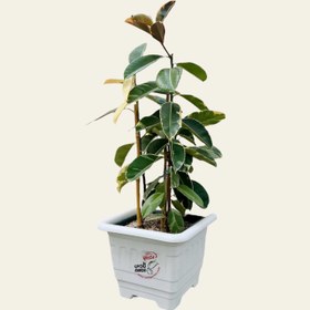 تصویر فیکوس ابلق 