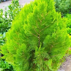 تصویر گیاه کامیس پاریس خمره ای 