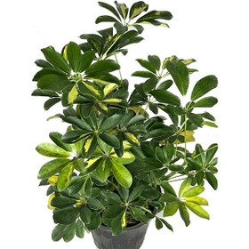 تصویر شفلرا ابلق 