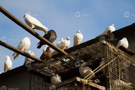 تصویر دانلود کبوتر سیاه و سفید. بر روی سقف بیفتید 