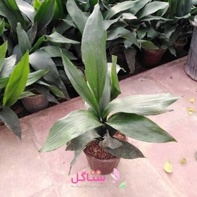 تصویر گیاه، گل برگ عبایی سبز 