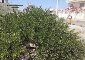 تصویر بذر کور گوشتی، کَوَر آویز (10 عددی) Capparis cartilaginea 