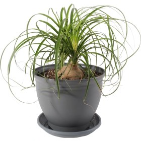 تصویر لیندا 